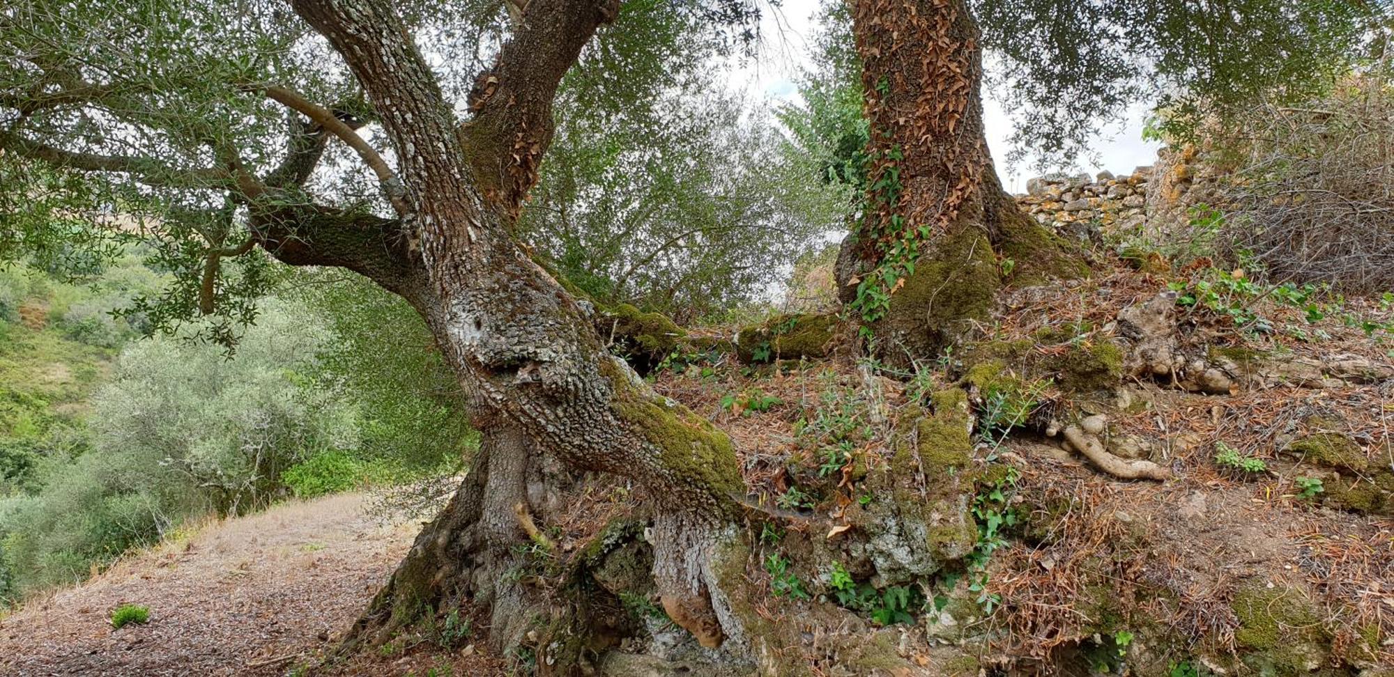 Casa Das Janelinhas - Cottage Near Sintra, Mafra, Ericeira 外观 照片